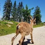 Daire Wild - Im Skigebiet Gerlitzen & Ossiacher *