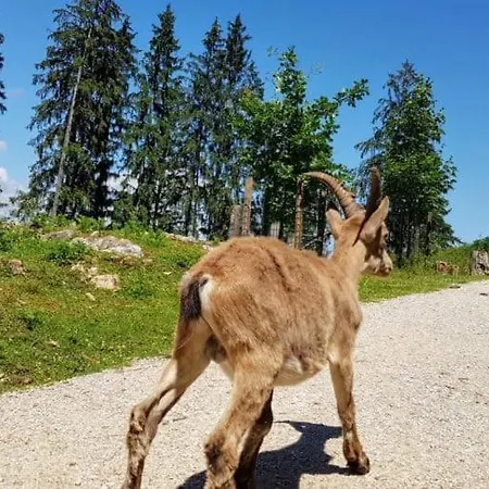 Lägenhet Wild - Im Skigebiet Gerlitzen & Ossiacher *
