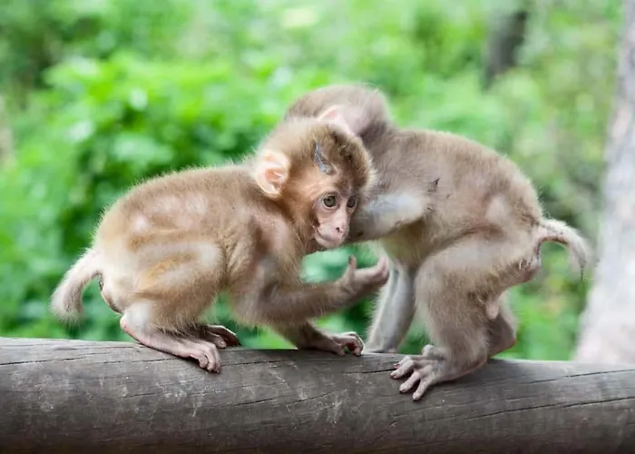 Wild - Im Skigebiet Gerlitzen & Ossiacher *
