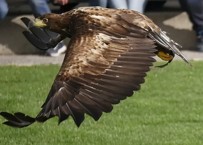 Wild - Im Skigebiet Gerlitzen & Ossiacher