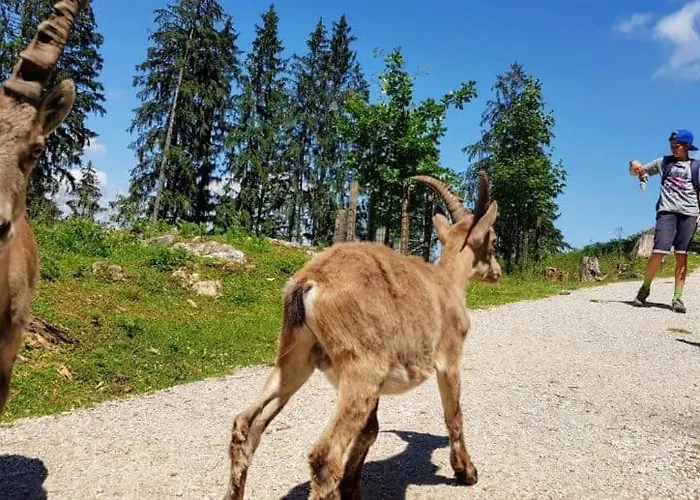 Daire Wild - Im Skigebiet Gerlitzen & Ossiacher *